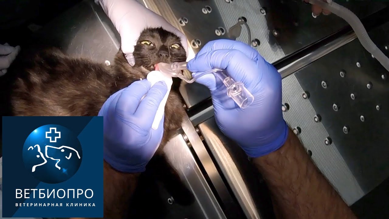 Laryngeal mask placement in cat. Установка ларингеальной маски кошке. 