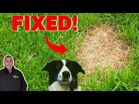 How to treat dog urine spots on grass | before and after