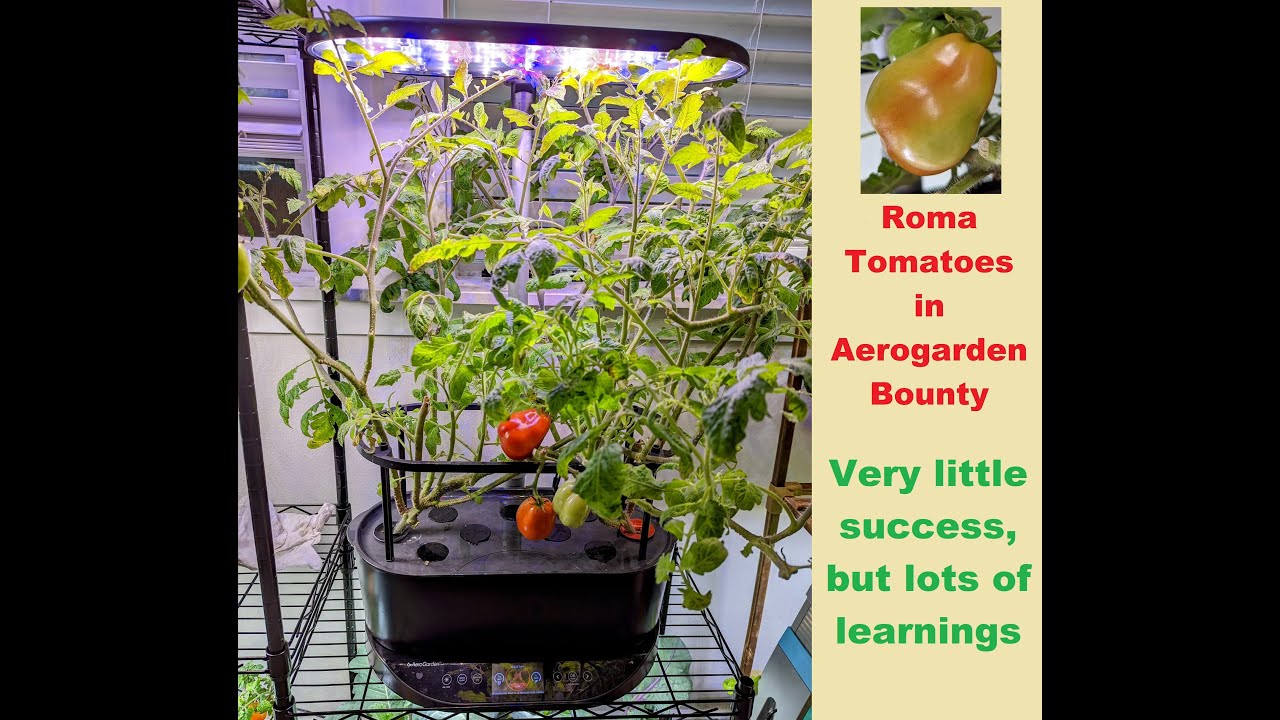 Roma Tomatoes growing in Aerogarden Bounty Hydroponics YouTube
