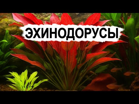 Эхинодорусы - короли аквариумных растений