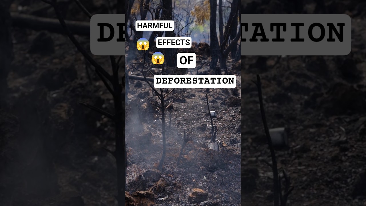 Harmful Effects of Deforestation😱 