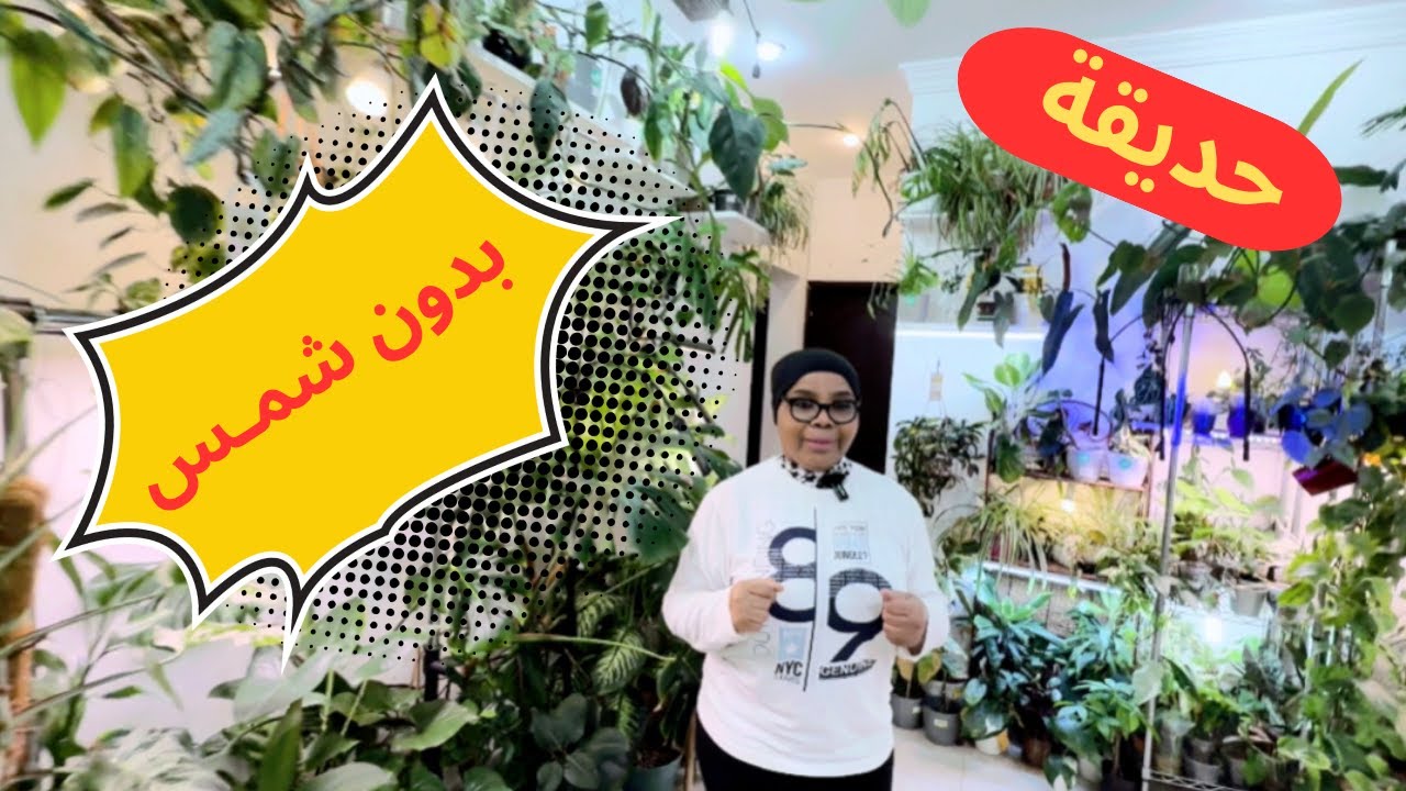 نباتات منزلية لا تحتاج للشمس