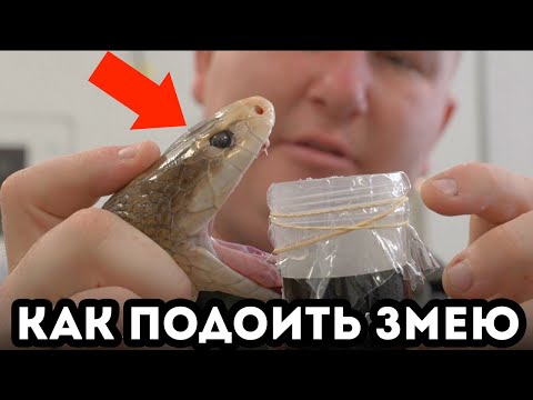 Дойка самых ядовитых