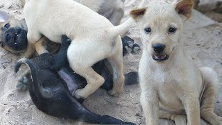 Cute Puppies Prefer Grandma'Milk To Mother's Milk by Animals007 560 views 3 weeks ago 4 minutes, 13 seconds