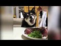 ПРИКОЛЫ С ЖИВОТНЫМИ. Смешные  Коты и Собаки.НОВЫЕ ПРИКОЛЫ 2019 # 1 Funny Cats and Dogs.ANIMALS