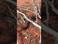 Central Ranges Taipan #shorts #short #shortvideo #reptiles #snake #wildlife #animals
