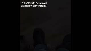 Erika&Eva/F1 Cavapoos/Grandeur Valley Puppies