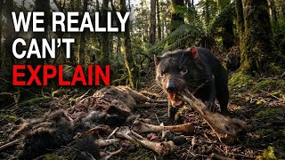 Nothing About Tasmanian Devils Is Normal - Here’s Why