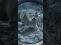 Wolves Tried to Eat Me in theHunter 🐺