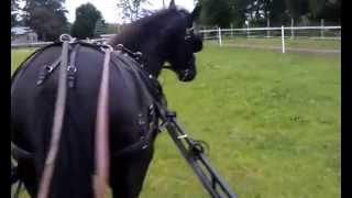 Training My Horse To Drive - First Time In The Cart