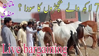 Abluk Nukray Bachron ki Live Bargaining Multan Cow Mandi Qurbani 2024 Cholistani Brahman Sahiwal