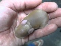激かわ!うづた?!