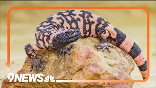Colorado Gila monster death: Bite caused man's death