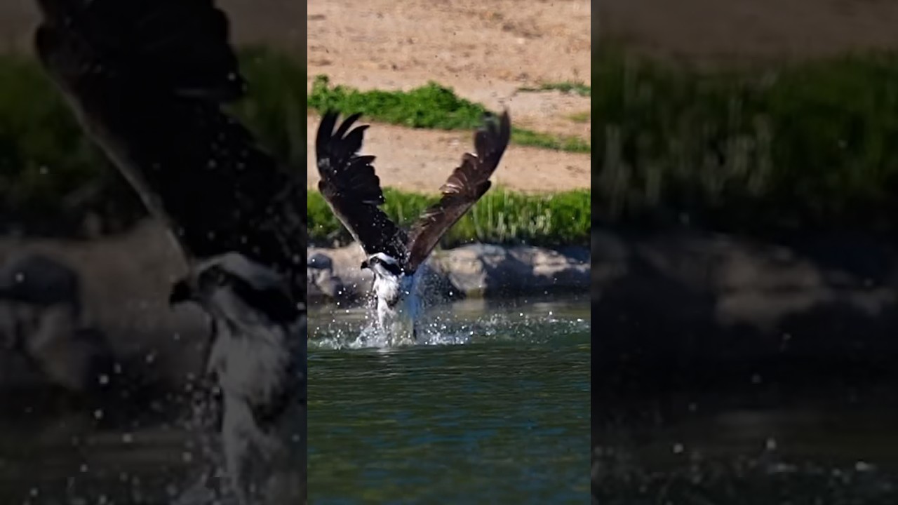 Can this dive catch something? Osprey 
