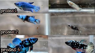 PROSES MUTASI CUPANG AVATAR GORDON DAN AVATAR COPPER