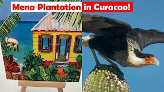 Visiting The Mena Plantation in CURACAO!