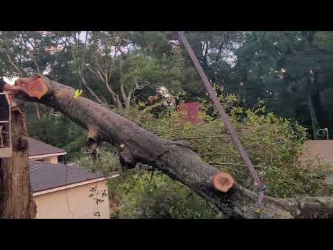 Hazardous Tree Removal Job