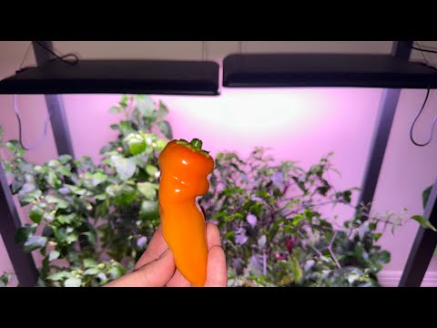 Aerogarden Farm XL