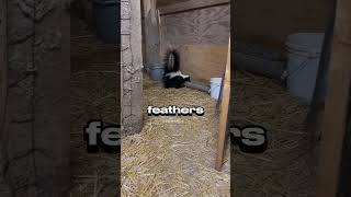 WHAT DOES A SKUNK DO BEFORE IT GETS READY TO FART🦨? #viral #skunk #shorts #facts #youtubeshorts