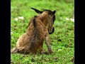 Ndutu Ngorongoro Conservation Area Discover Local Experience Tour Ndutu Ngorongoro Conservation Area Discover Local Experience Tour