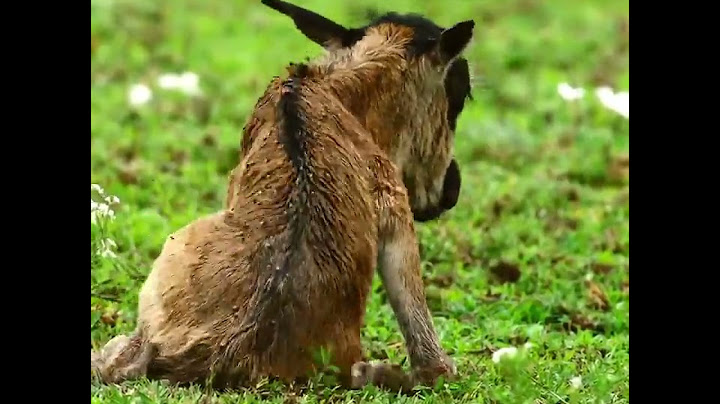 Ndutu ngorongoro conservation area discover local experience tour