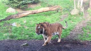 Best Let A Sleeping Tigress Be Or Feel The Wrath!
Nobody likes being woken up from a deep slumber and this Tigress is no different! Best Let A Sleeping Tigress Be Or Feel The Wrath!