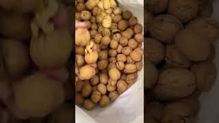 fresh stock walnuts first quality