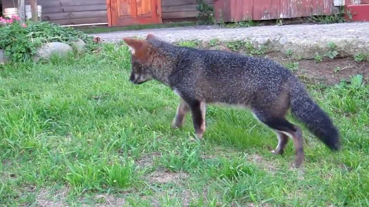キツネの話 南米のキツネ