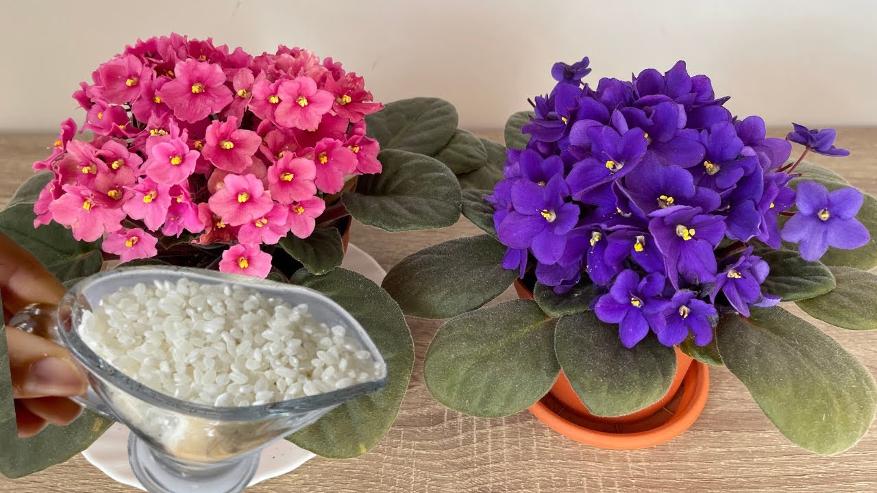 Всего 1 чашка и! Бесцветная фиалка внезапно выросла и дала много цветков.