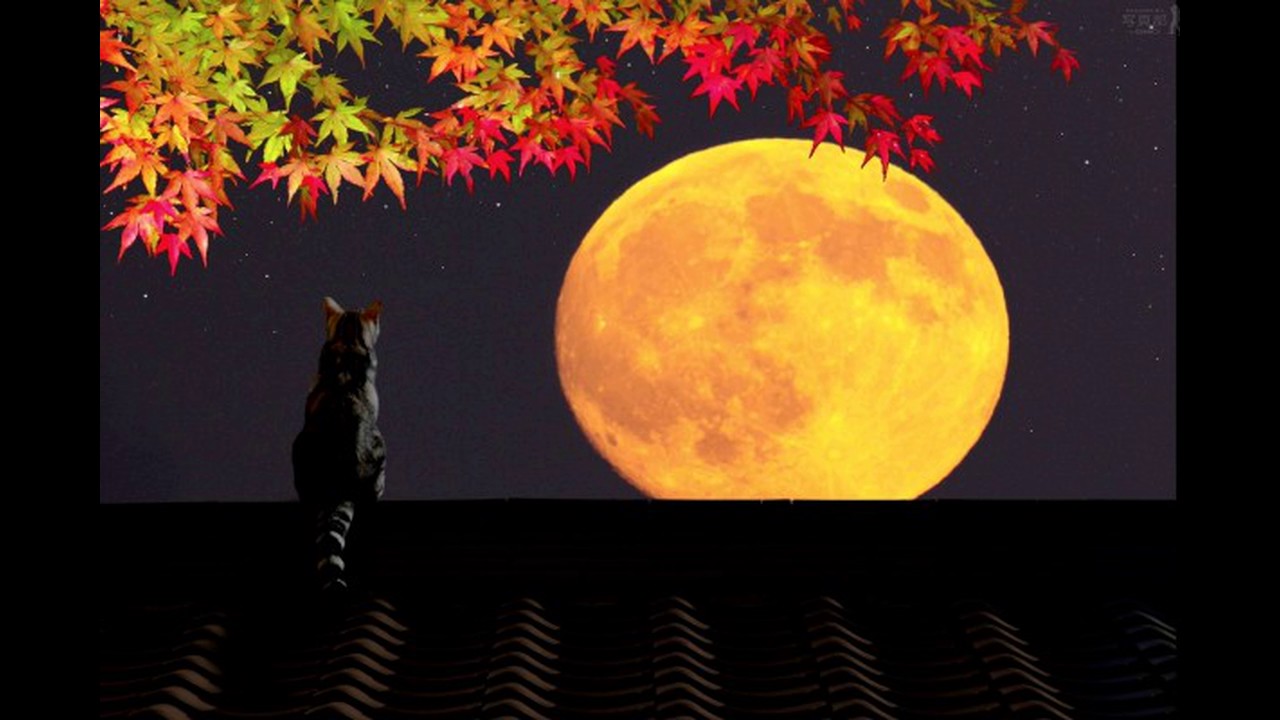 Resultado de imagen para el gato que quiso comerse la luna llena