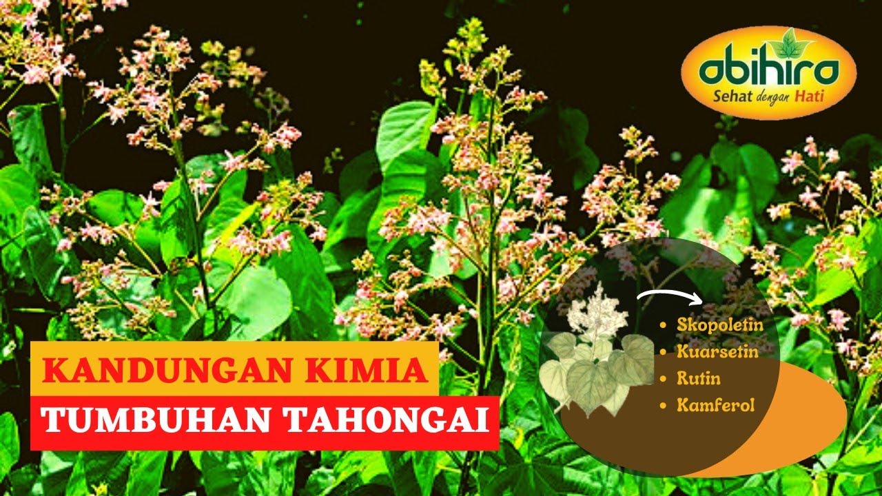 Khasiat Tahongai (Kleinhovia Hospita)