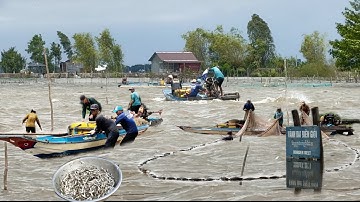 Chạy lũ xuyên đồng Biên Giới Campuchia Đánh bắt cá linh non Mưu sinh mùa nước nổi 