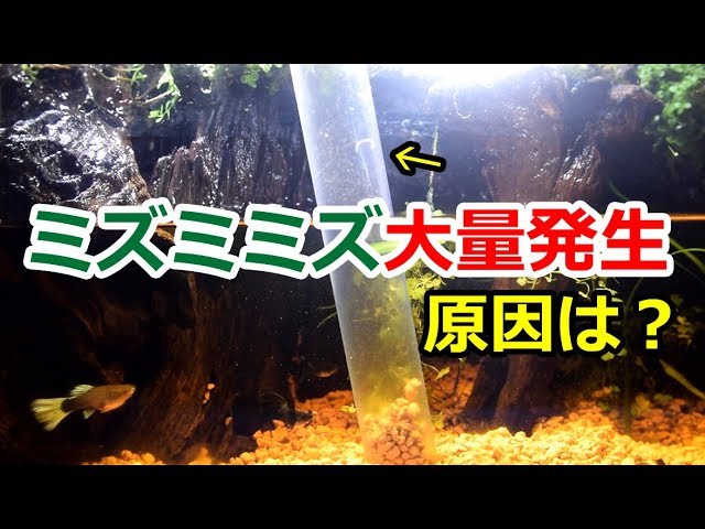 ミズミミズ大量発生 原因はアレ 食虫植物園水槽 Youtube