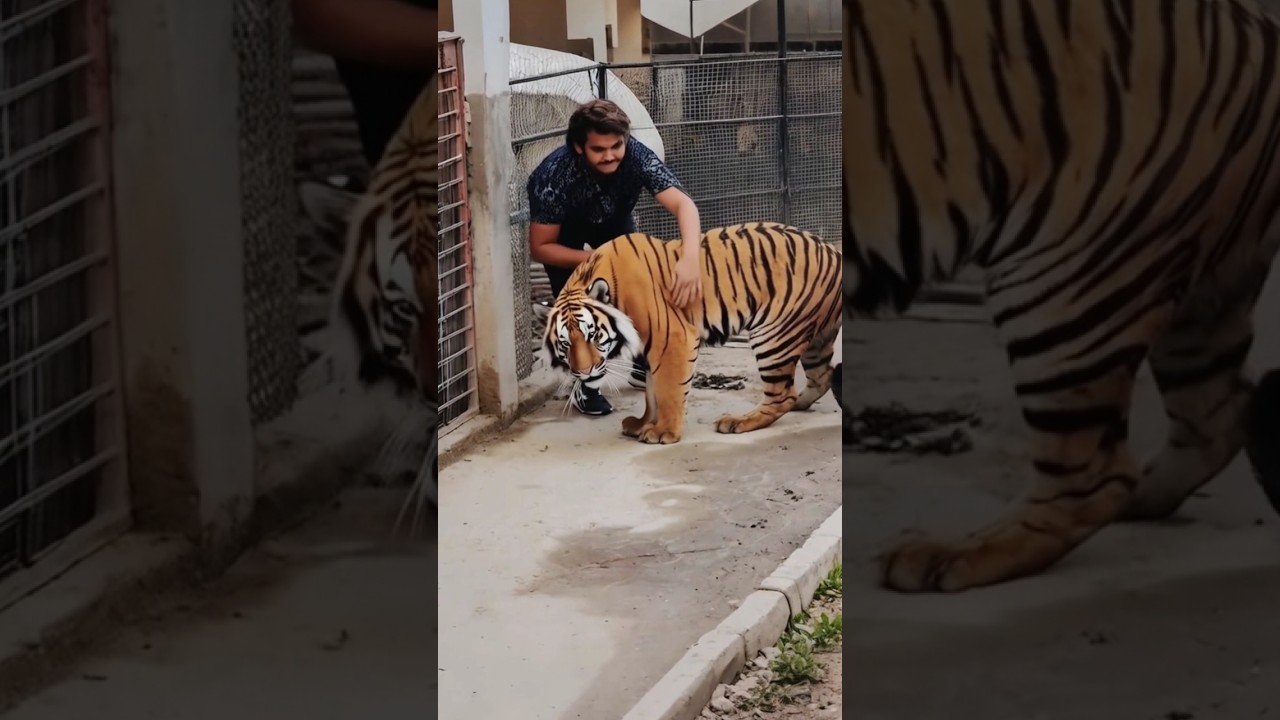 Would You Dare to Pet a Tiger Like This? 🐅😱 