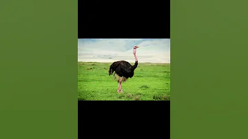 Африканский страус