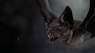 Vampire bat sound         صوت الخفاش ، مصاص الدماء ،صوت الوطواط