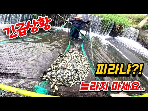 난리 났습니다!! 민물의 피라냐 잡으려고 초대형 족대 제작.. 이게 말이 된다고??.. 생태계 미쳤다 미쳤어!!