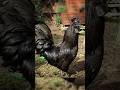The All-Black Chicken That Looks Like It’s From Another World 😱 | Ayam Cemani Explained!