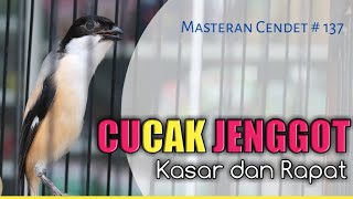 Masteran Cendet Suara Cucak Jenggot Kasar dan Rapat