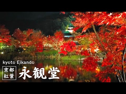 【永観堂】"もみじの永観堂"｜3000本のモミジが織りなす絶景｜池に映る逆さ紅葉｜［京都の紅葉］