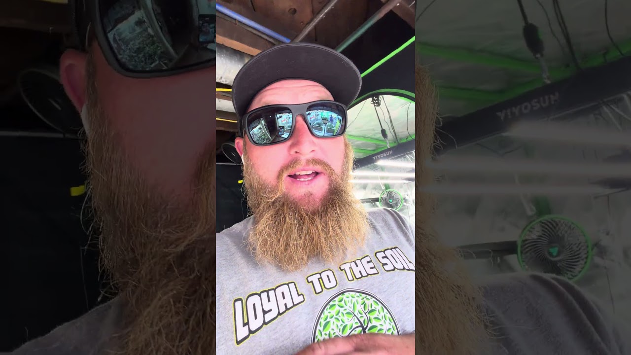 AUTOPOT TRAY2GROW против BLUMAT DRIPTAPE