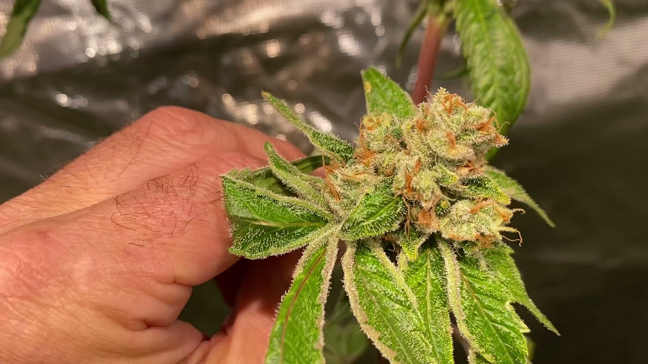 copycat genetics - tent 1 update week 7 flwr