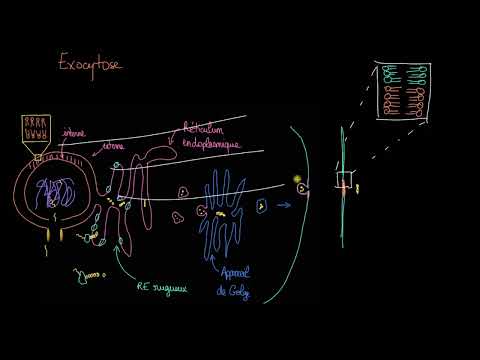 Vidéo: L'exocytose a-t-elle un transport actif ?