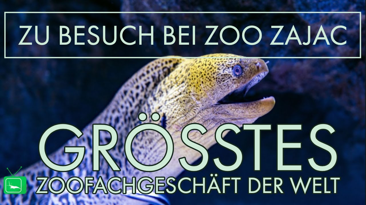 Zoo Zajac | Zu Besuch bei Norbert Zajac | GarnelenTv - YouTube