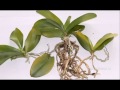 Как отделить прикорневую детку орхидеи