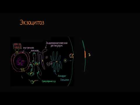 Видео: Есть ли у экзоцитоза активный транспорт?