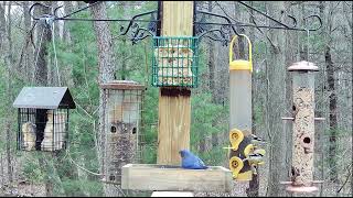 Eastern Bluebird gets his fill at Woods' Edge! by Live at Woods' Edge - Nunica, MI 75 views 1 month ago 49 seconds