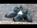 Больной голубь (The Sick Pigeon)