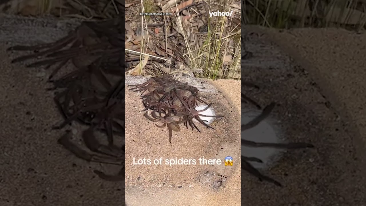 Aussies stunned after farmer discovers &lsquo;huntsman party&rsquo; under bucket | #shorts #yahooaustralia