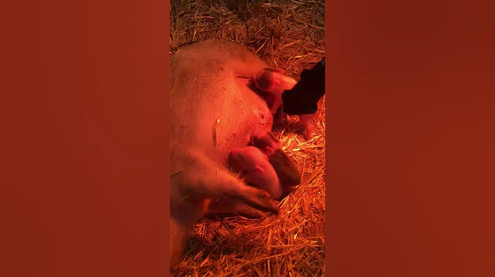 Cutie the Pig & Her 5 Baby Piglets